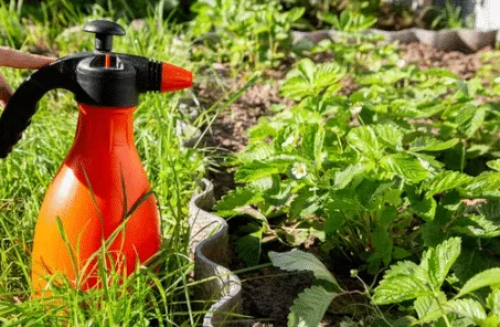 come eliminare gli afidi dalle piante