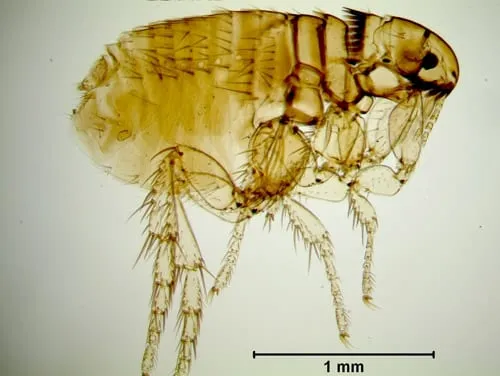 Ctenocephalides canis al microscopio con misuratore in scala