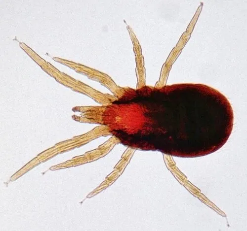 Ingrandimento di Dermanyssus gallinae, l'acaro rosso del pollo