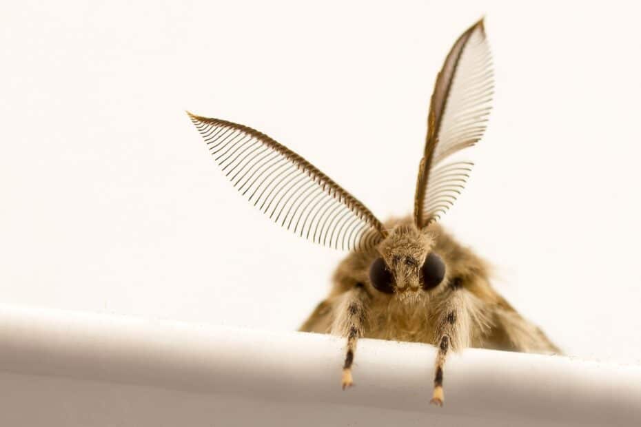 Una falena si affaccia dal bordo di un oggetto bianco
