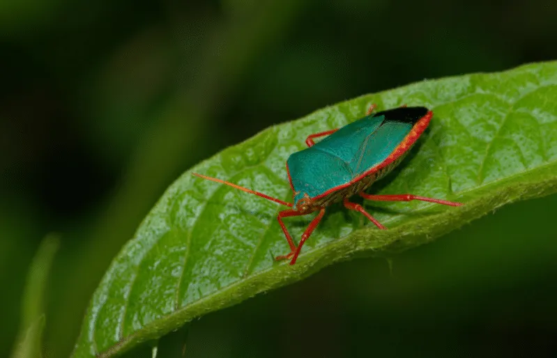 Ingrandimento di una cimice su una foglia verde