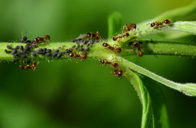 formiche e afidi