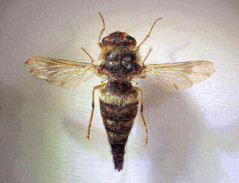 Foto di Gasterophilus intestinalis, la mosca della gasterofiliasi dei cavalli