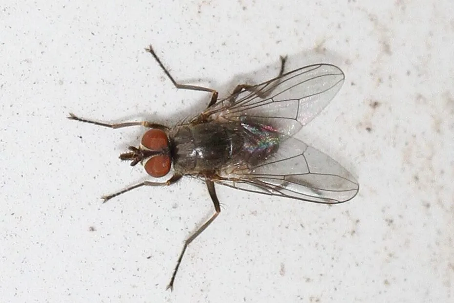 Ingrandimento di Haematobia irritans, la mosca del corno