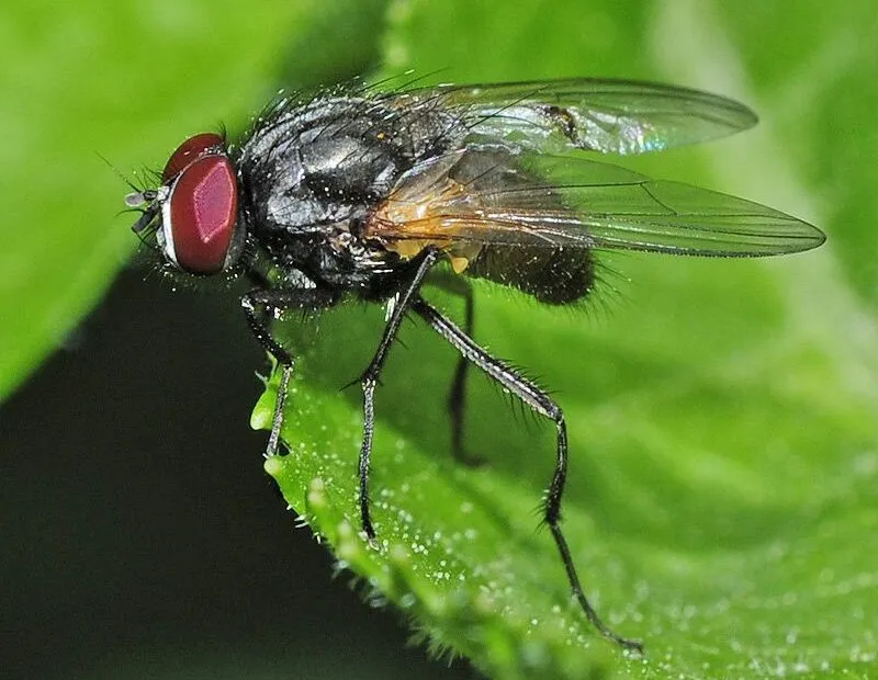 Ingrandimento di Hydrotaea irritans, la mosca della testa.