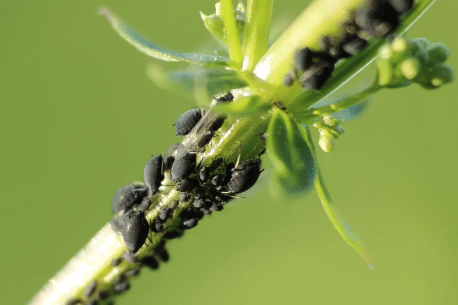 lotta biologica afidi