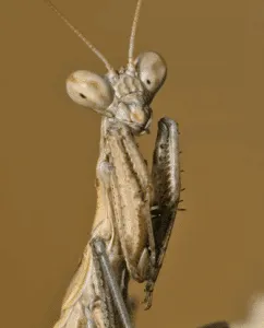 mantide coda di serpente