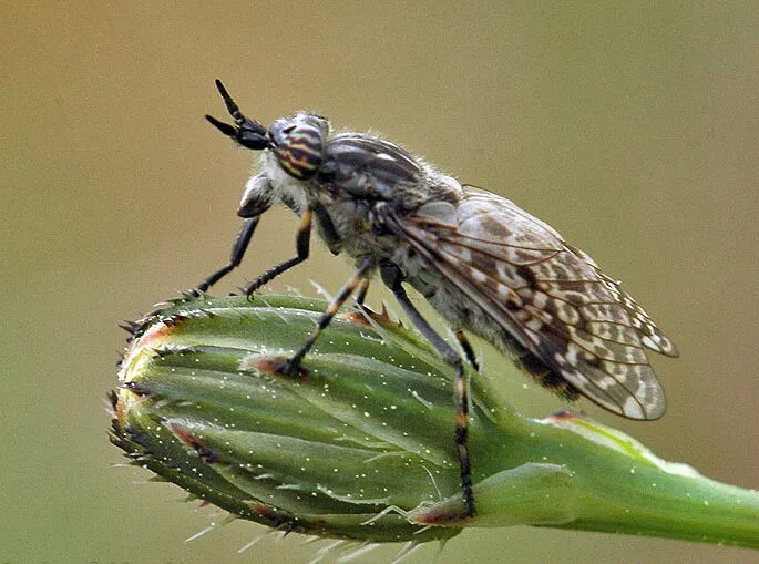 Foto ravvicinata di Haematopota pluvialis, comunemente nota come mosca cavallina della pioggia