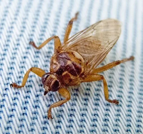 Foto ravvicinata di un esemplare di hippobosca equina, mosca cavallina