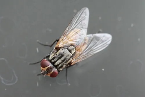 Foto ravvicinata di una mosca domestica