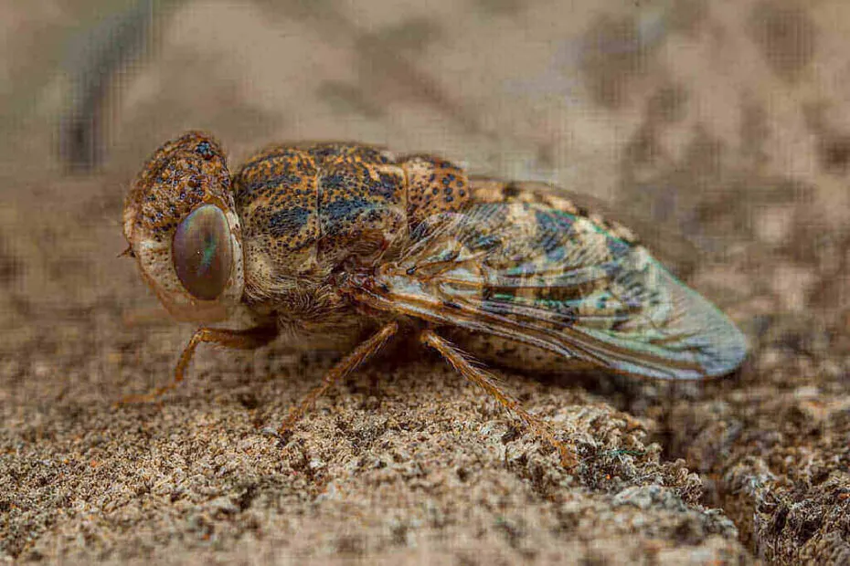 Foto ingrandimento di Oestrus ovis, comunemente chiamata mosca delle cavità nasali degli ovini