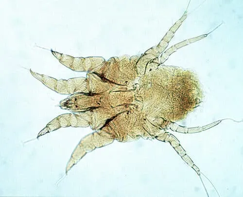 Immagine ravvicinata di Psoroptes equi, l'acaro della rogna.