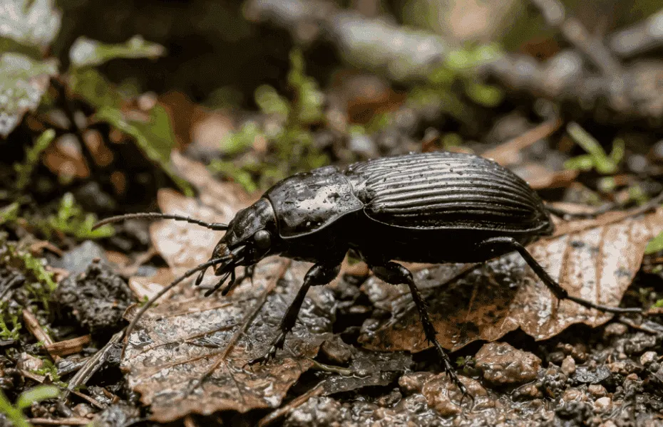 pterostico della pioggia su vegetazione umida dopo temporale
