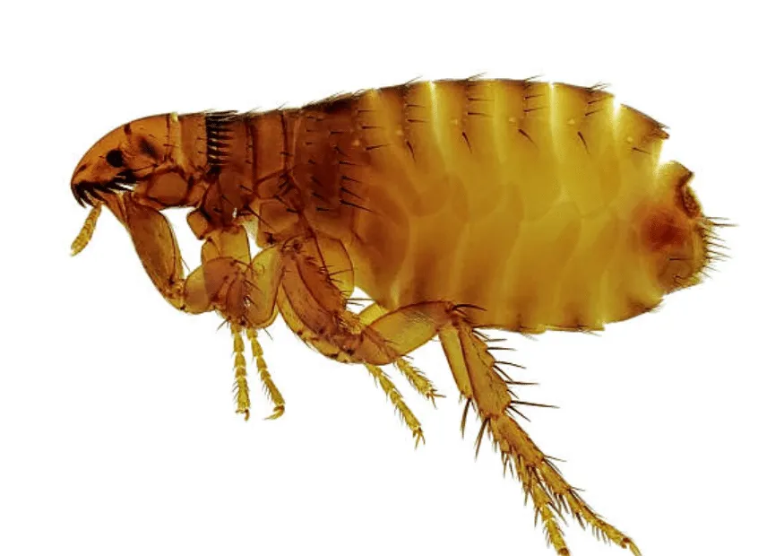 Ingrandimento della Ctenocephalides canis, la pulce del cane