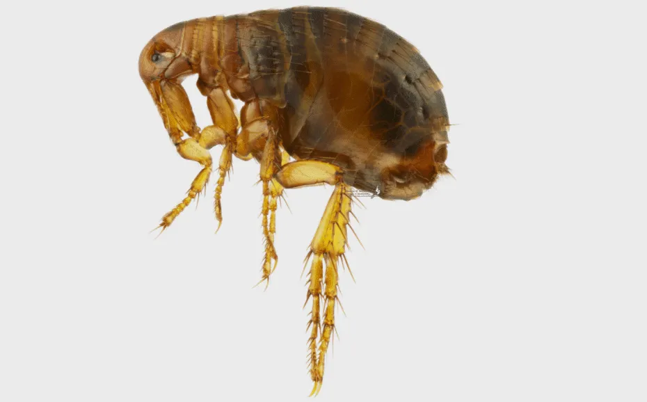 Ingrandimento di una pulce dell'uomo, pulex irritans