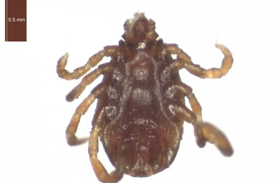 Ingrandimento al microscopio di Rhipicephalus (Boophilus) annulatus