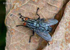 Foto ravvicinata di Sarcophaga carnaria, la mosca della carne comune