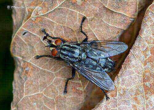 Foto ravvicinata di Sarcophaga carnaria, la mosca della carne comune