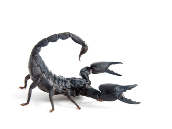 scorpione