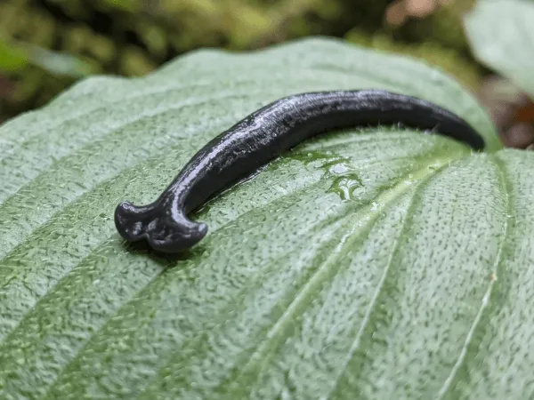 specie humbertium covidum
