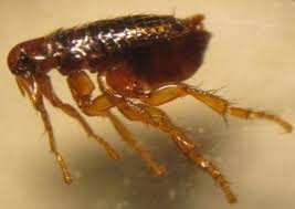 Esemplare femmina di spilopsyllus cuniculi