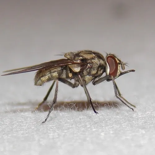 Foto ravvicinata di Stomoxys calcitrans, la mosca delle stalle
