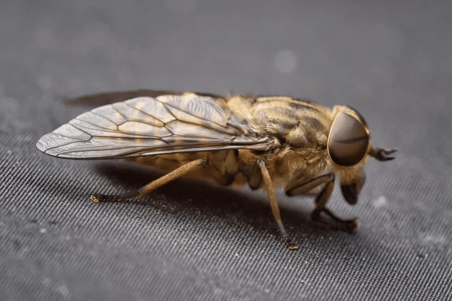 Ingrandomento di Tabanus bromius, il tafano marrone dagli occhi bendati.