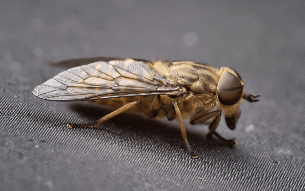 Tabanus Coreanus Tabanus bromius: il tafano marrone dagli occhi bendati