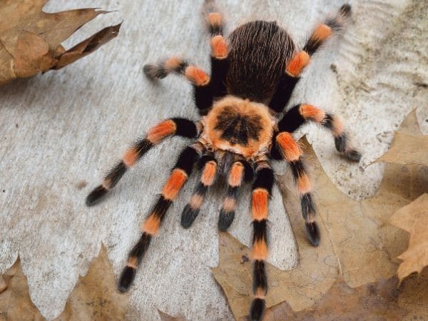 tarantole velenose