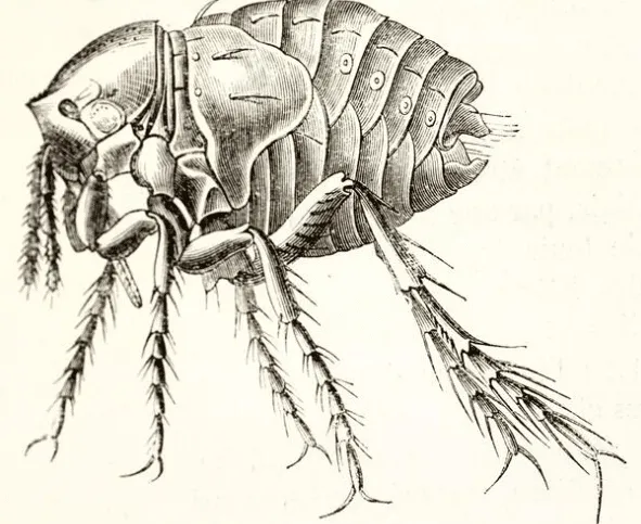 Illustrazione di una pulce della sabbia ingrandita